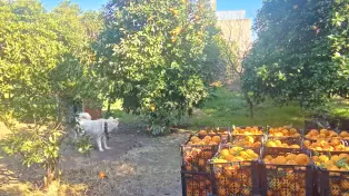 3700 متر باغ ویلا سنددار داخل بافت بر اصلی