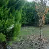 زمین شهرکی ۲۵۰ متری بر اصلی فاصله ۵۰۰ متری اتوبان