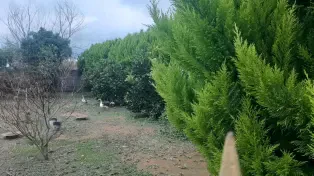 زمین شهرکی ۲۵۰ متری بر اصلی فاصله ۵۰۰ متری اتوبان