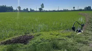 زمین کشاورزی ۱۳ هزار متری ۳ بر با سند تک برگ