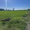 زمین کشاورزی ۱۳ هزار متری ۳ بر با سند تک برگ