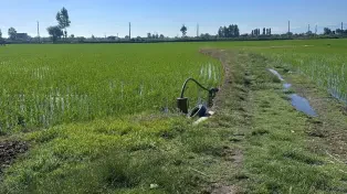 زمین کشاورزی ۱۳ هزار متری ۳ بر با سند تک برگ