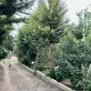 فروش فوری ویلا باغ ۱۳۶۲ متر مبله ۴ خواب دومستر آمل