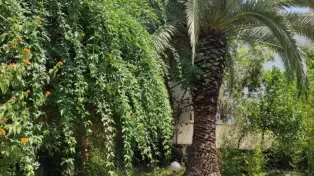 ویلا باغ ساحلی ۲۰۰ متری دریا