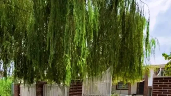 اجاره ویلا باصفا سرخرود با ۳۰۰متر زمین