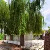 اجاره ویلا باصفا سرخرود با ۳۰۰متر زمین