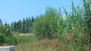 زمین ۲۵۰ متری مسکونی نزدیک دریا | سند تک برگ بر ۱۳