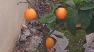 فروش ویلا شهرکی