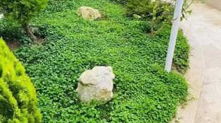 ویلا باغ ۷۰۰ متری، ساحلی ، جنگلی