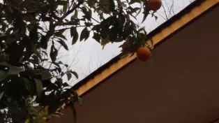 ویلا ساحلی ،محمودآباد