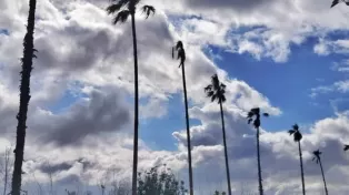 زمین ۲۰.۰۰۰ متری شهرک شده