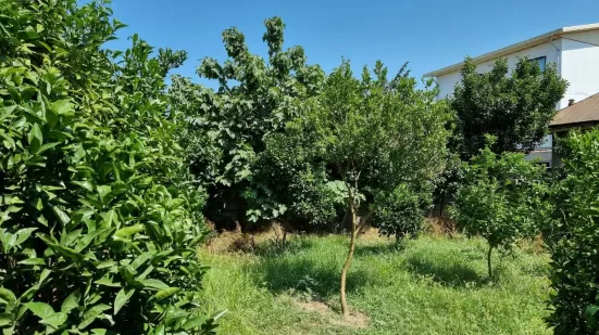 زمین باغی زیبا