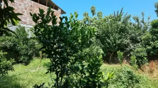 زمین باغی زیبا