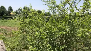 زمین ۴۰۰۰ متر دریاسر محموداباد