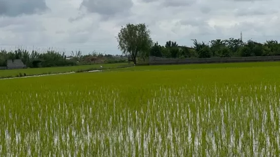 فروش زمین کشاورزی مناسب برای شهرک سازی