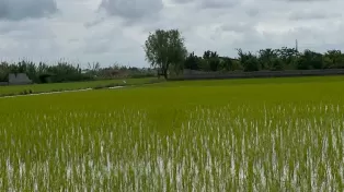 فروش زمین کشاورزی مناسب برای شهرک سازی